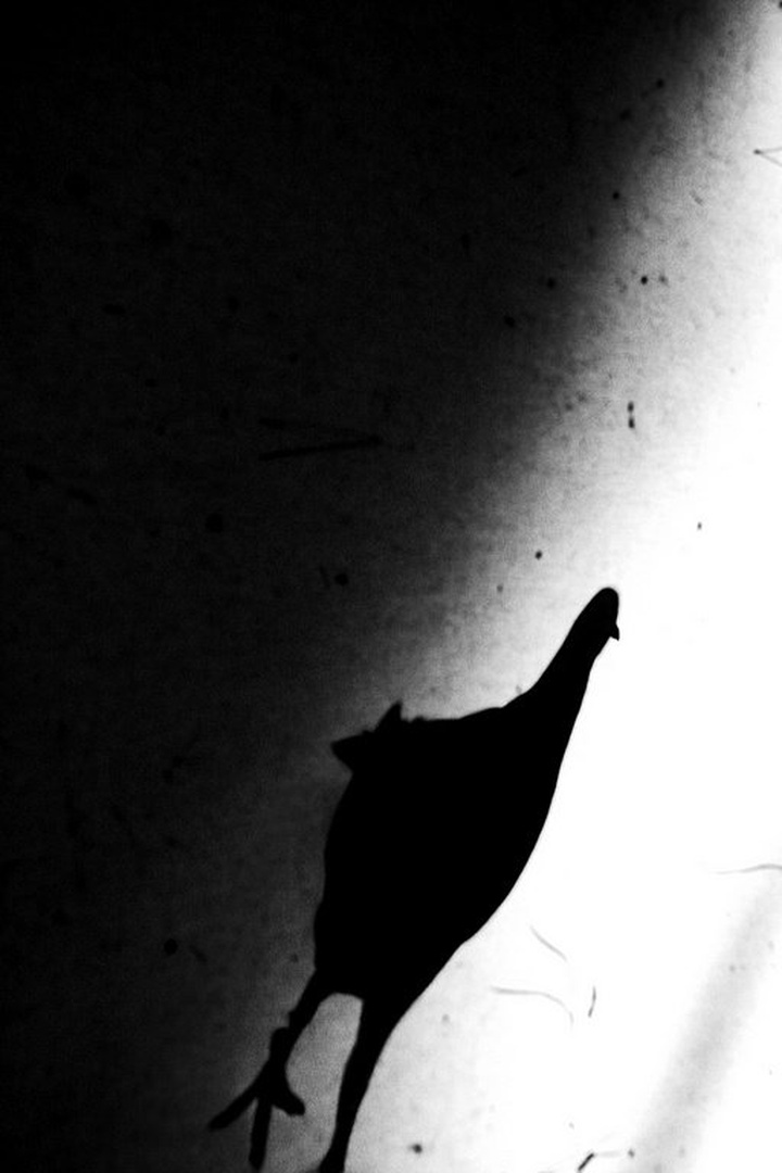 Run! Chicken, run! by