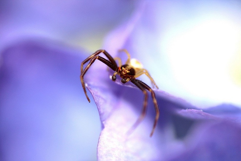 In indigo by vanjat