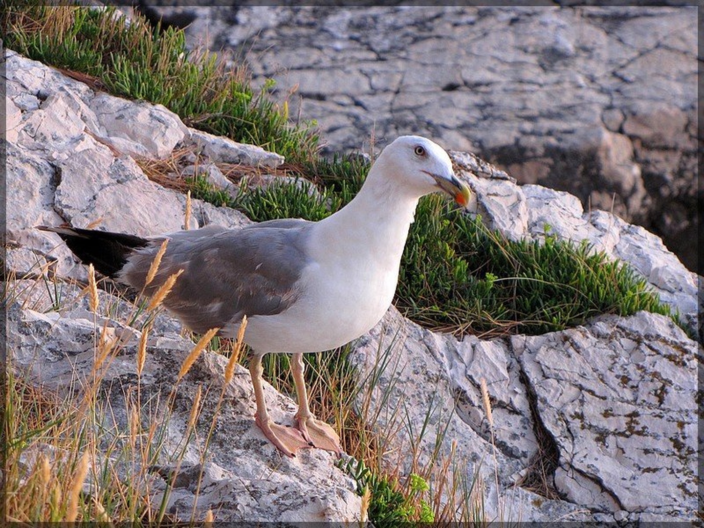 Galeb by