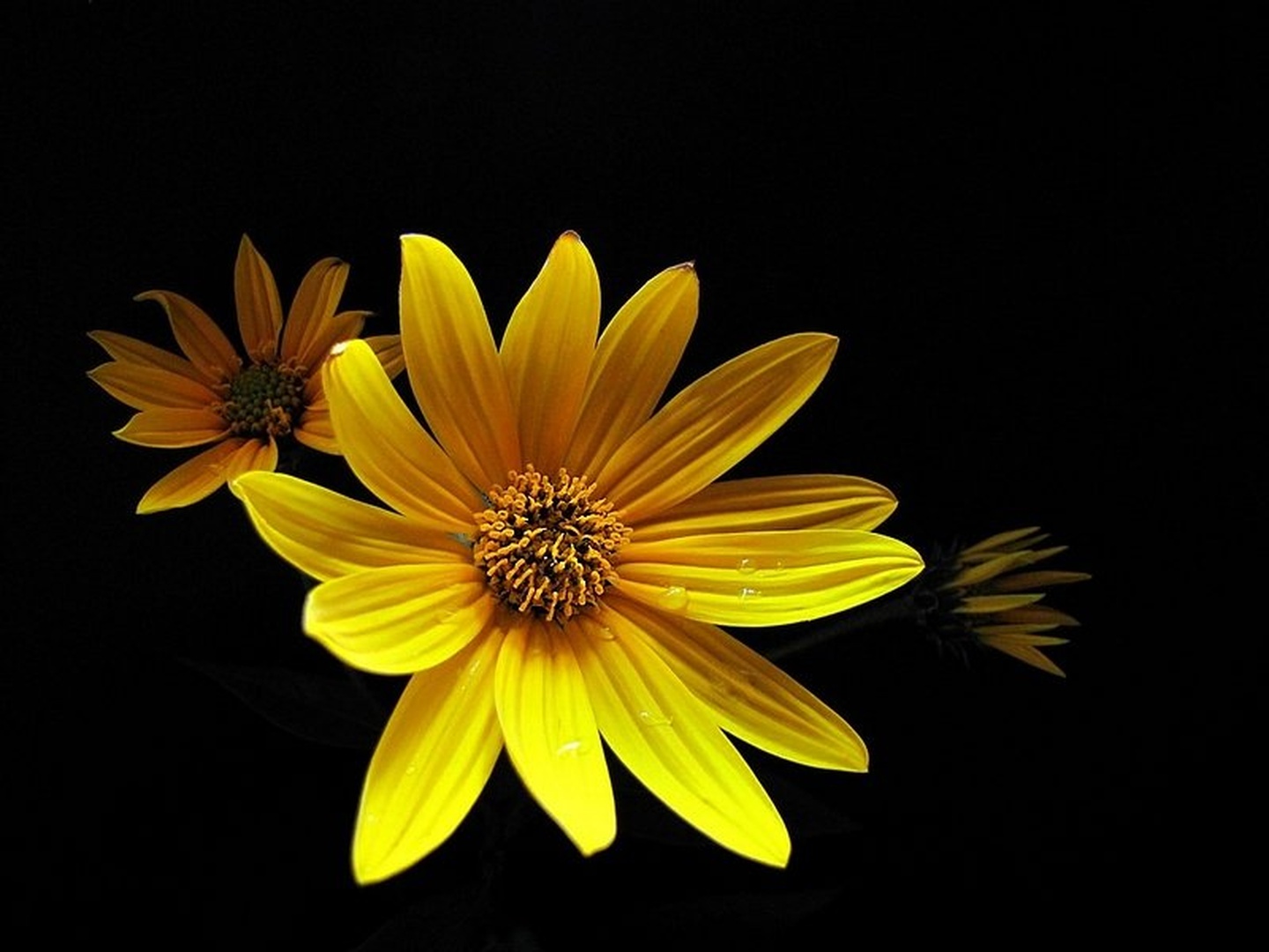 Rumena 2 by