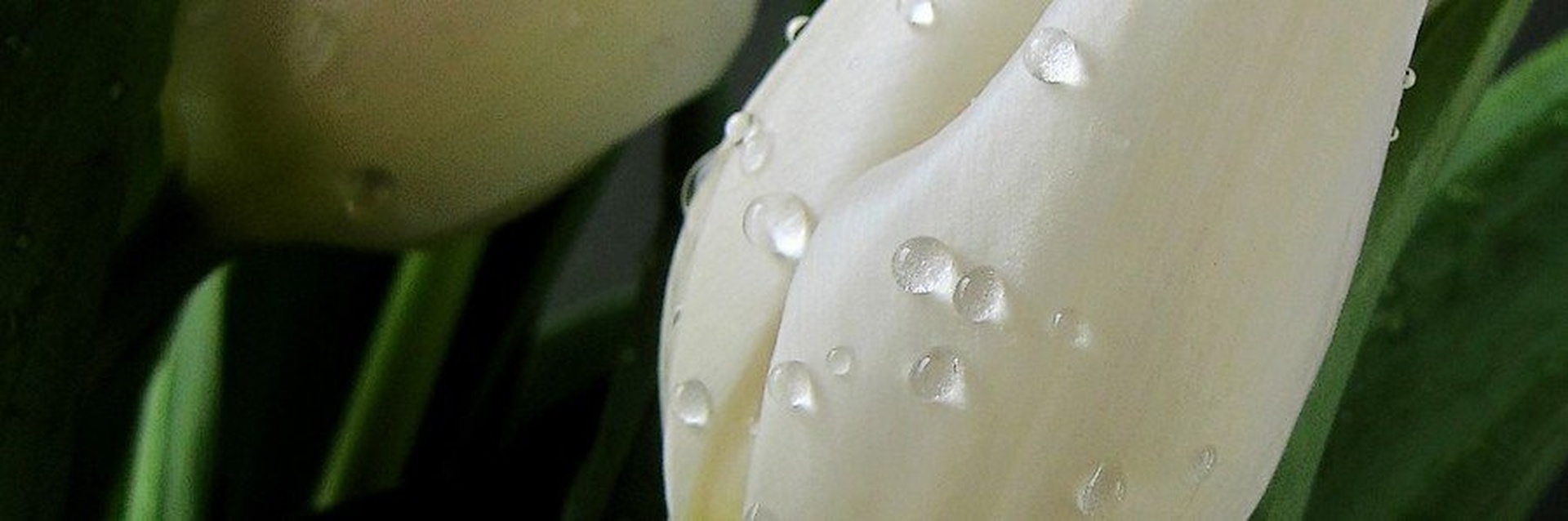Beli detajl by