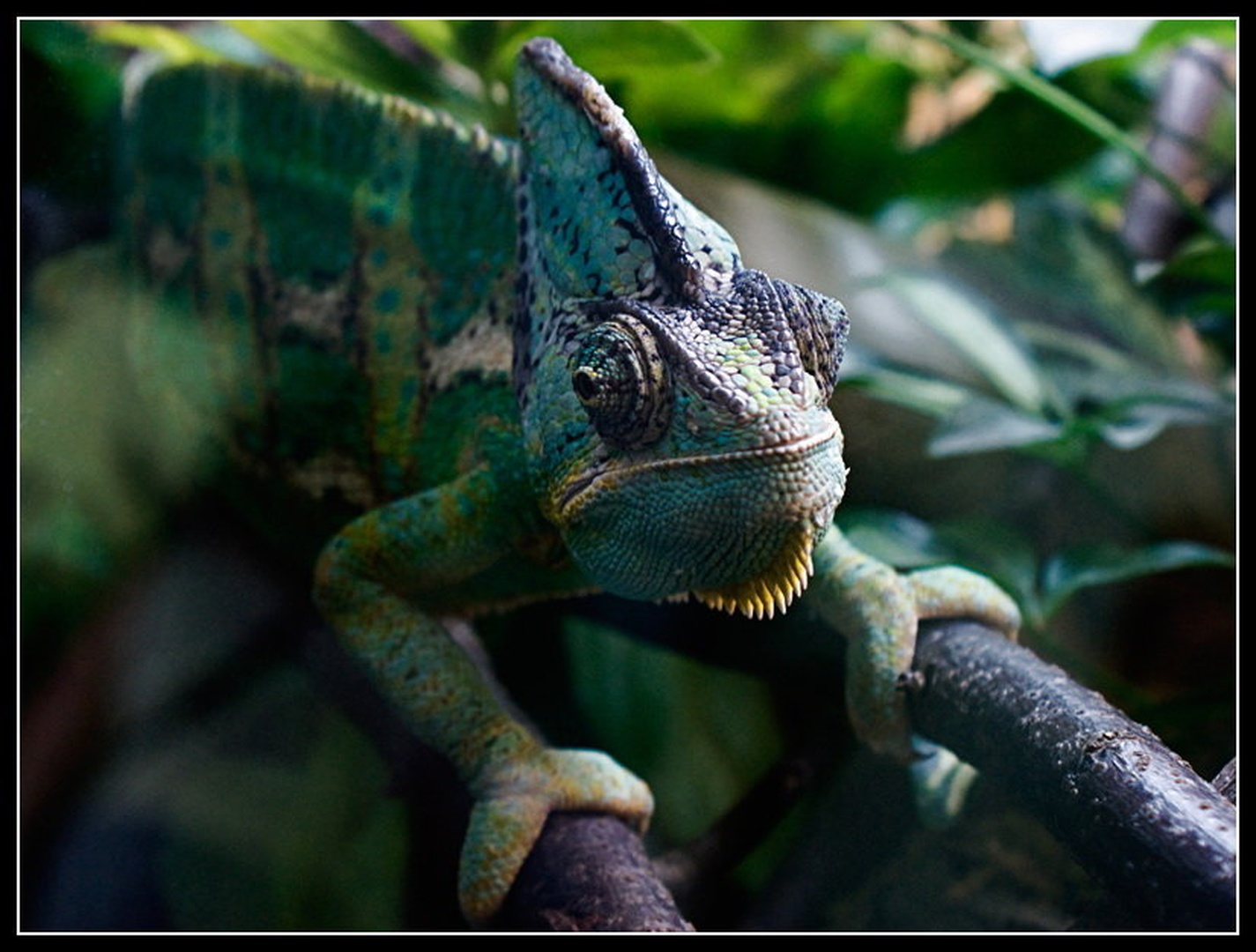 cameleon by Dusan Bohinc
