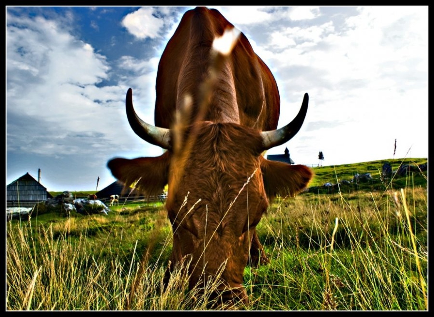 taurus by Dusan Bohinc
