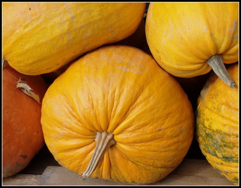 Cucurbita by Dusan Bohinc