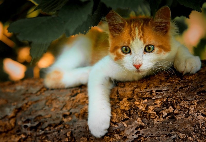 Hello kitty by nikos