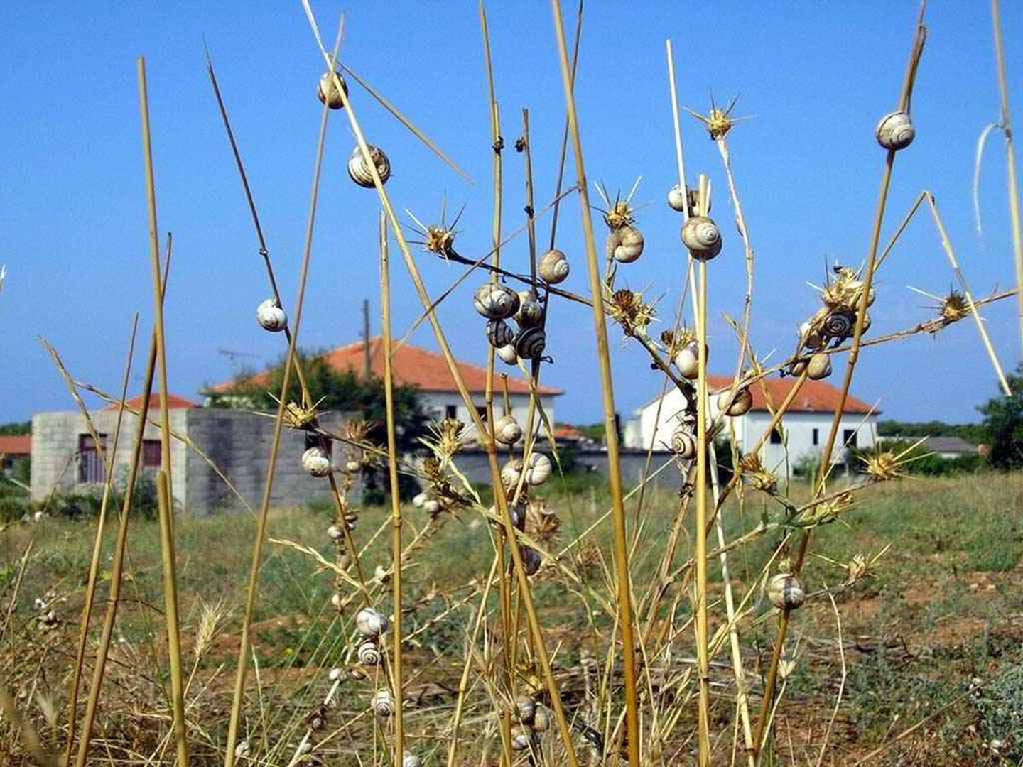 Polžja ikebana by