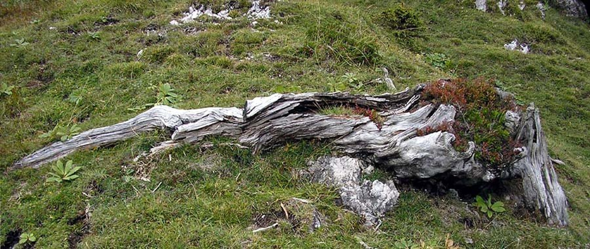 Okrašeni panj by