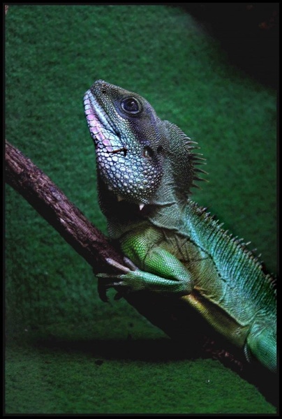 Iguana by pantegana