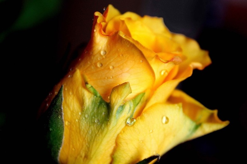 Yellow rose by pantegana