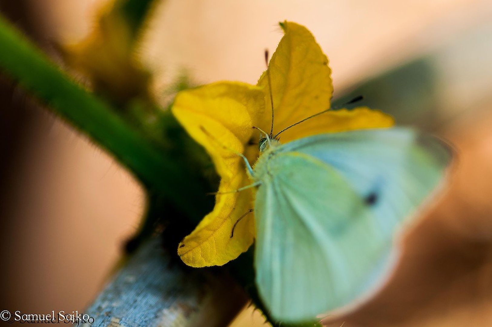 Misliš da te ne vidim? by Samuell Sajko