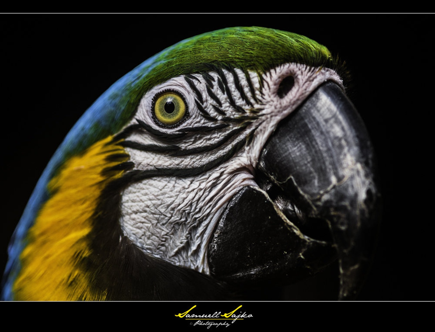 Arara by Samuell Sajko