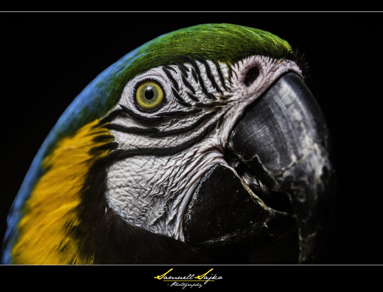 Arara by Samuell Sajko
