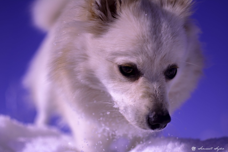 Blue & White by Samuell Sajko