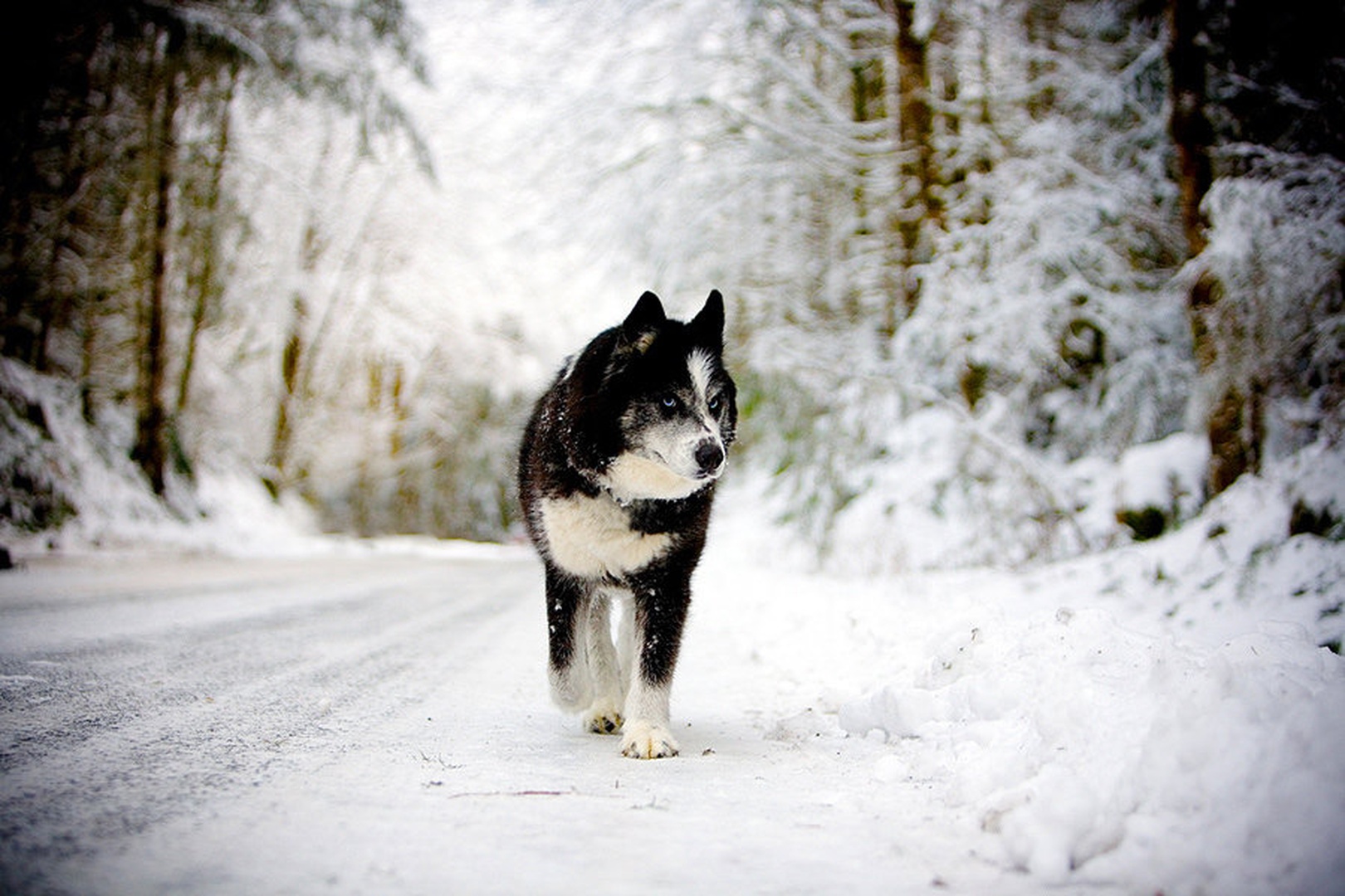 White Fang by dee