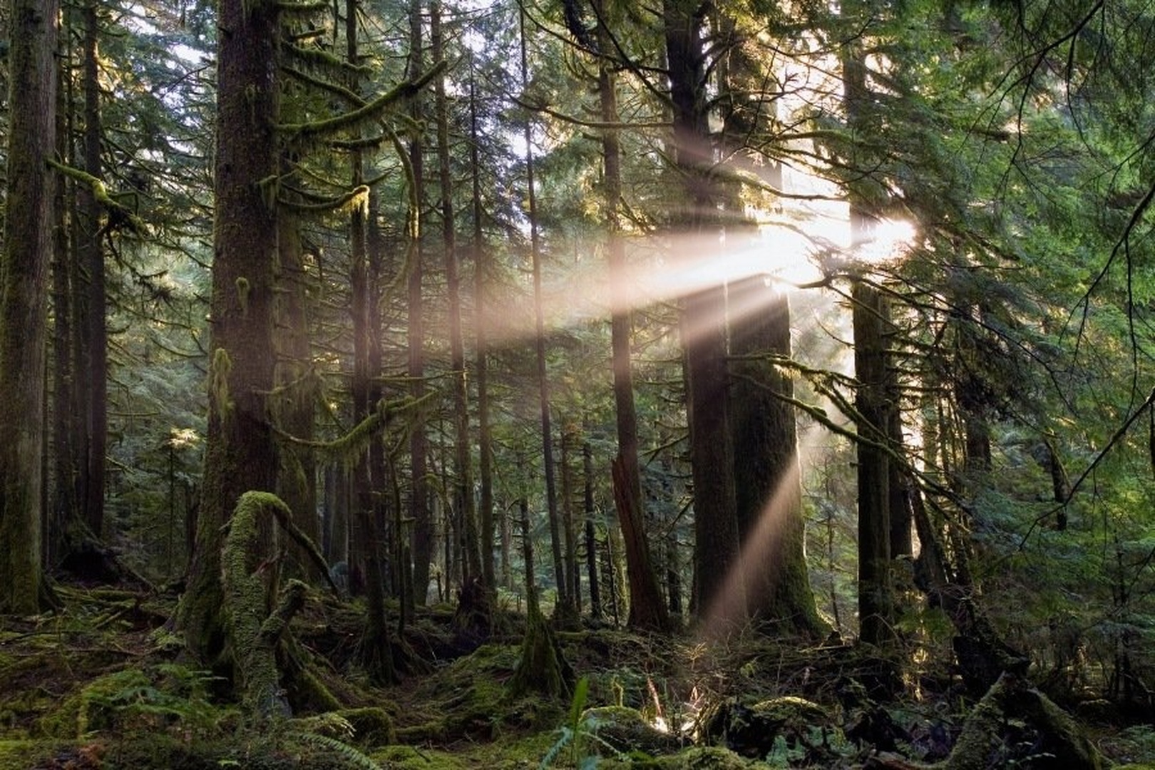 Forest Light by dee