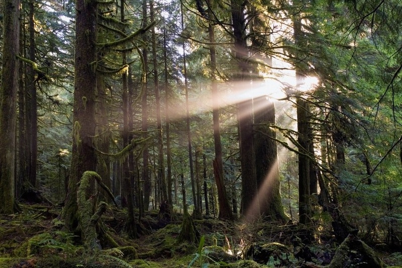 Forest Light by dee