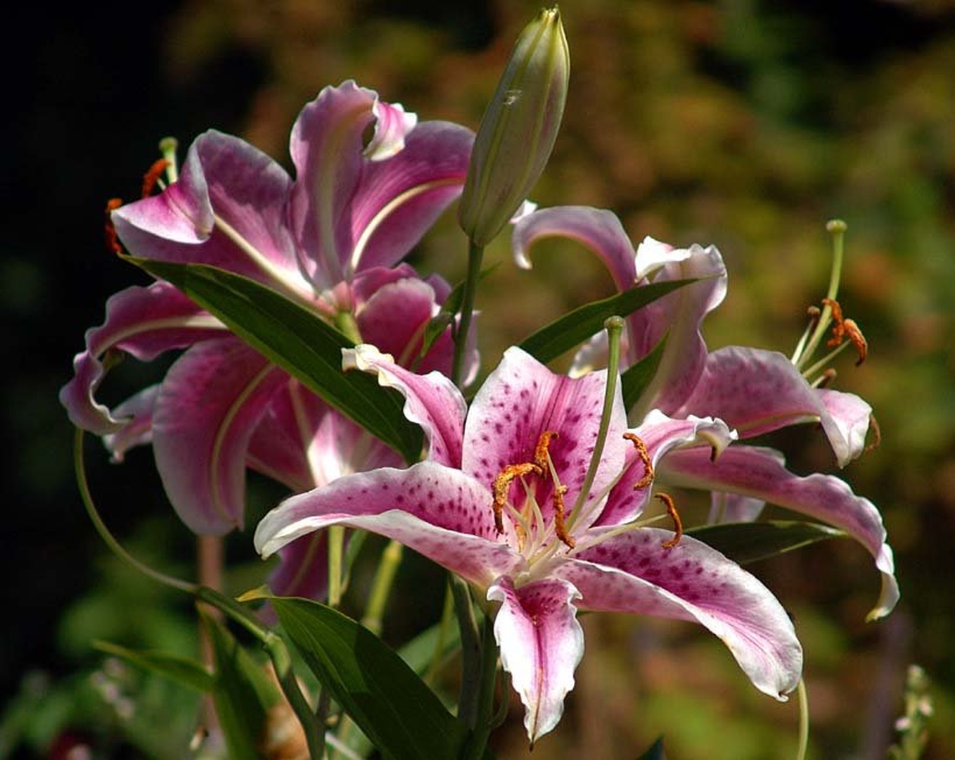 Scent of the Summer by dee