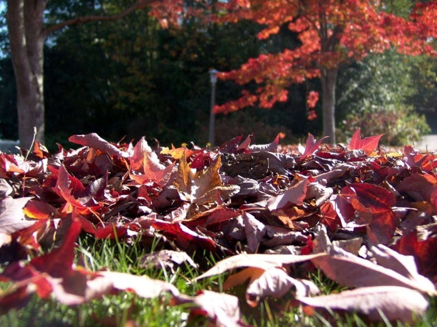 Autumn Leaves by dee