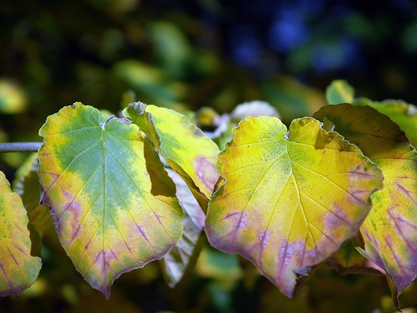 autumn leaves II by dee