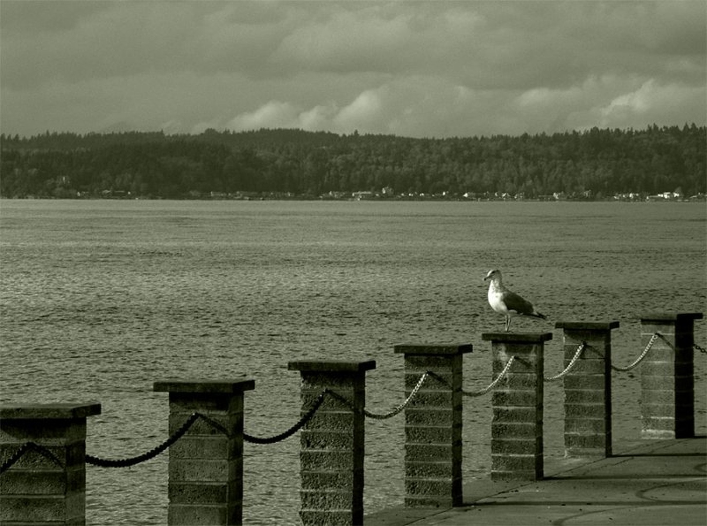 moj galebe... by dee