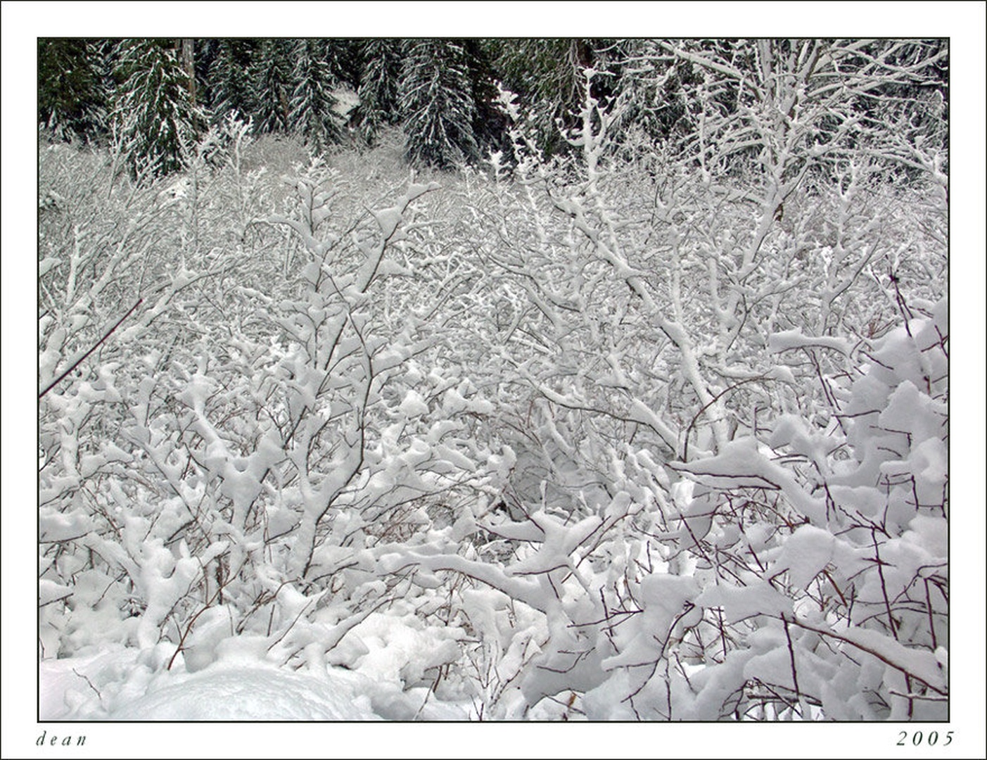 Winter White by dee