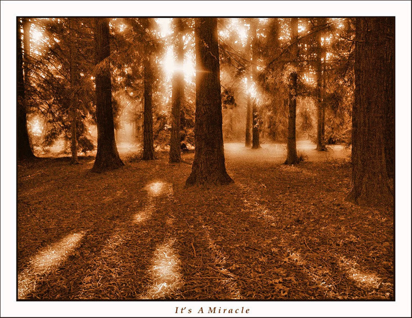 It's a Miracle... by dee