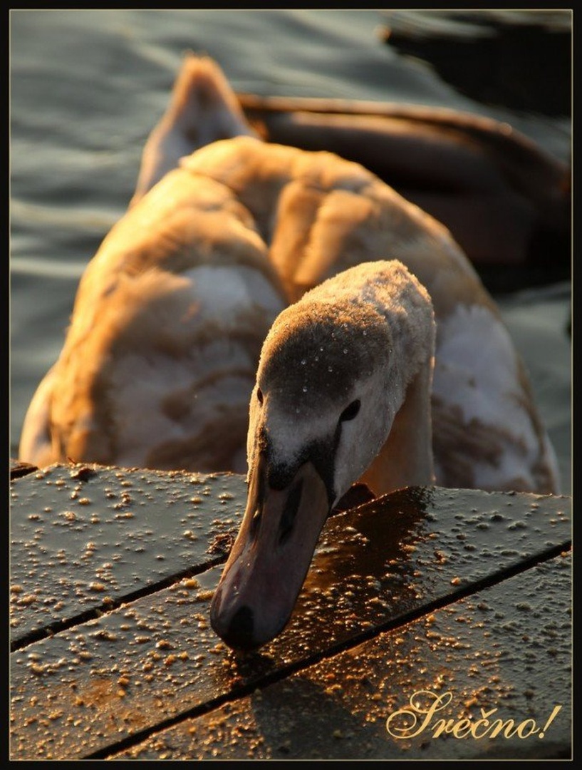 voščilo by Strelko