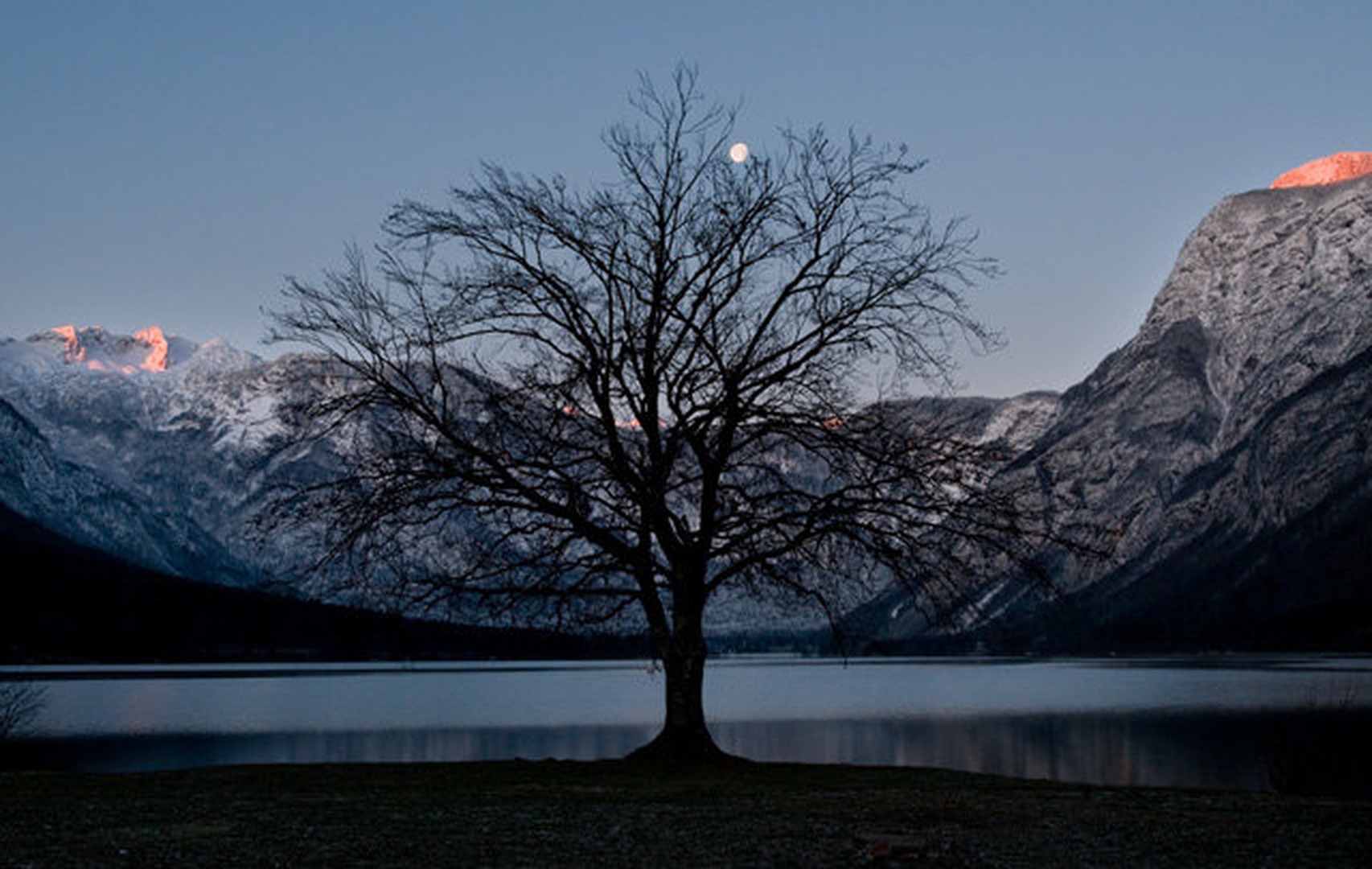 That tree by Andy Aungthwin