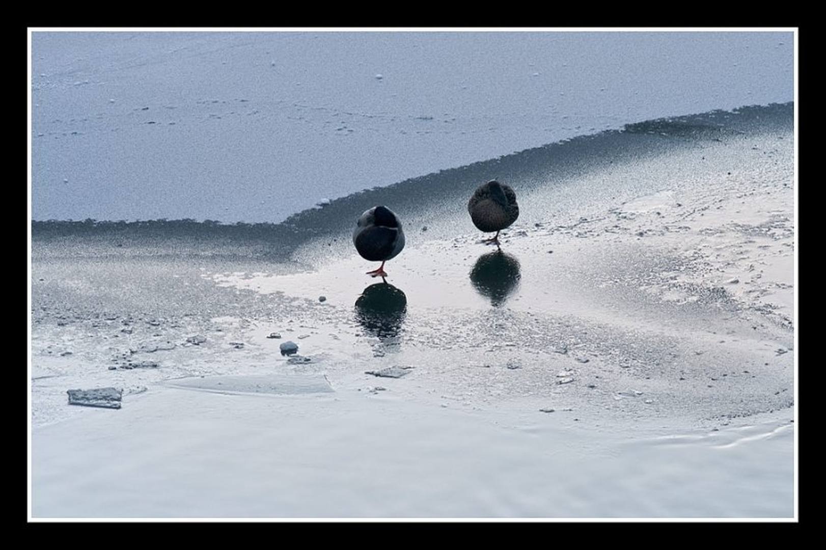 What the Duck by Andy Aungthwin