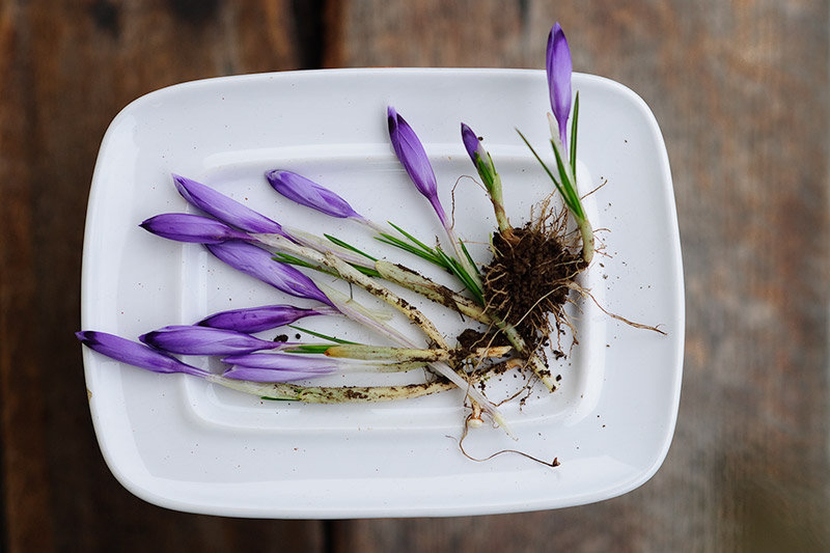 Spring on a plate by Andy Aungthwin