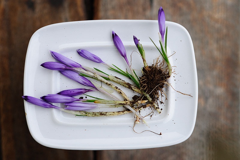 Spring on a plate by Andy Aungthwin