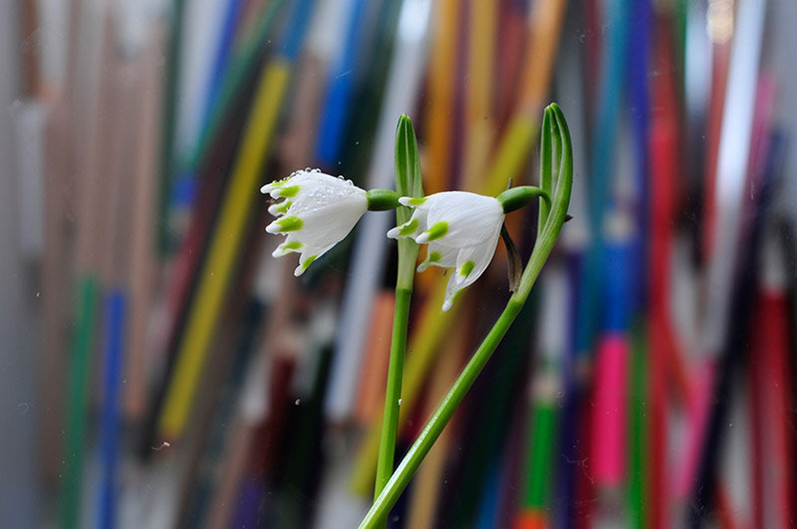 The colors of Spring by Andy Aungthwin