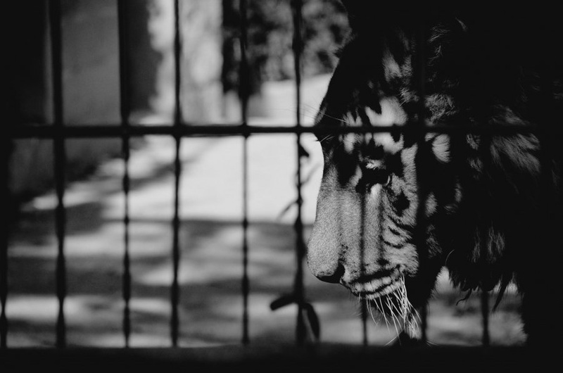 Captivity by Dino
