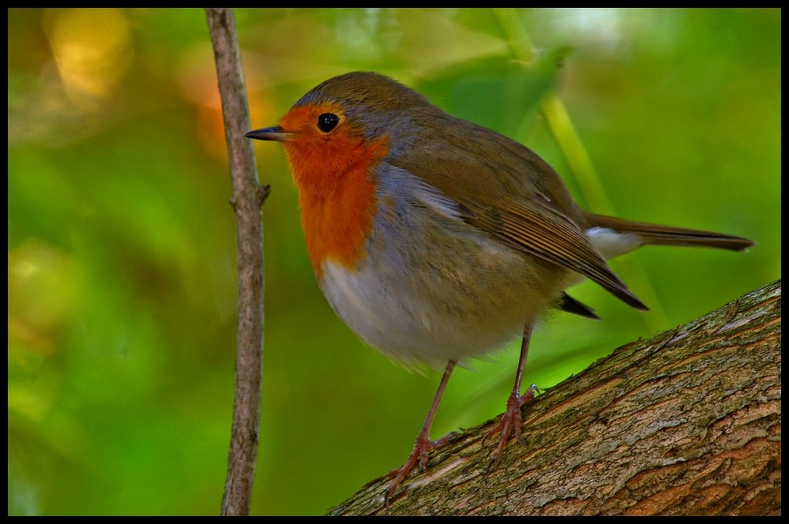 Erithacus rubecula by Simon Marka