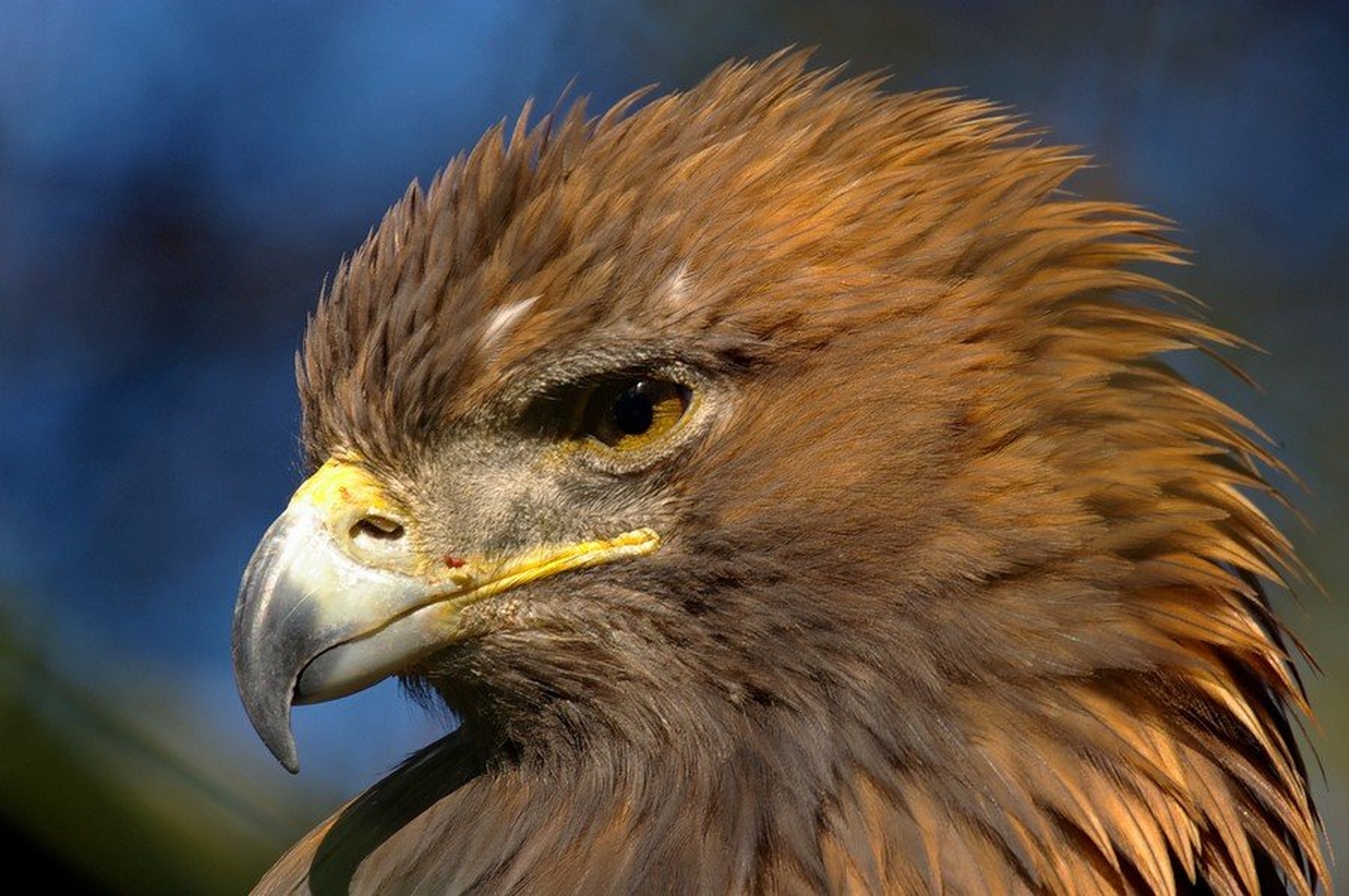 Aquila chrysaetos by Simon Marka