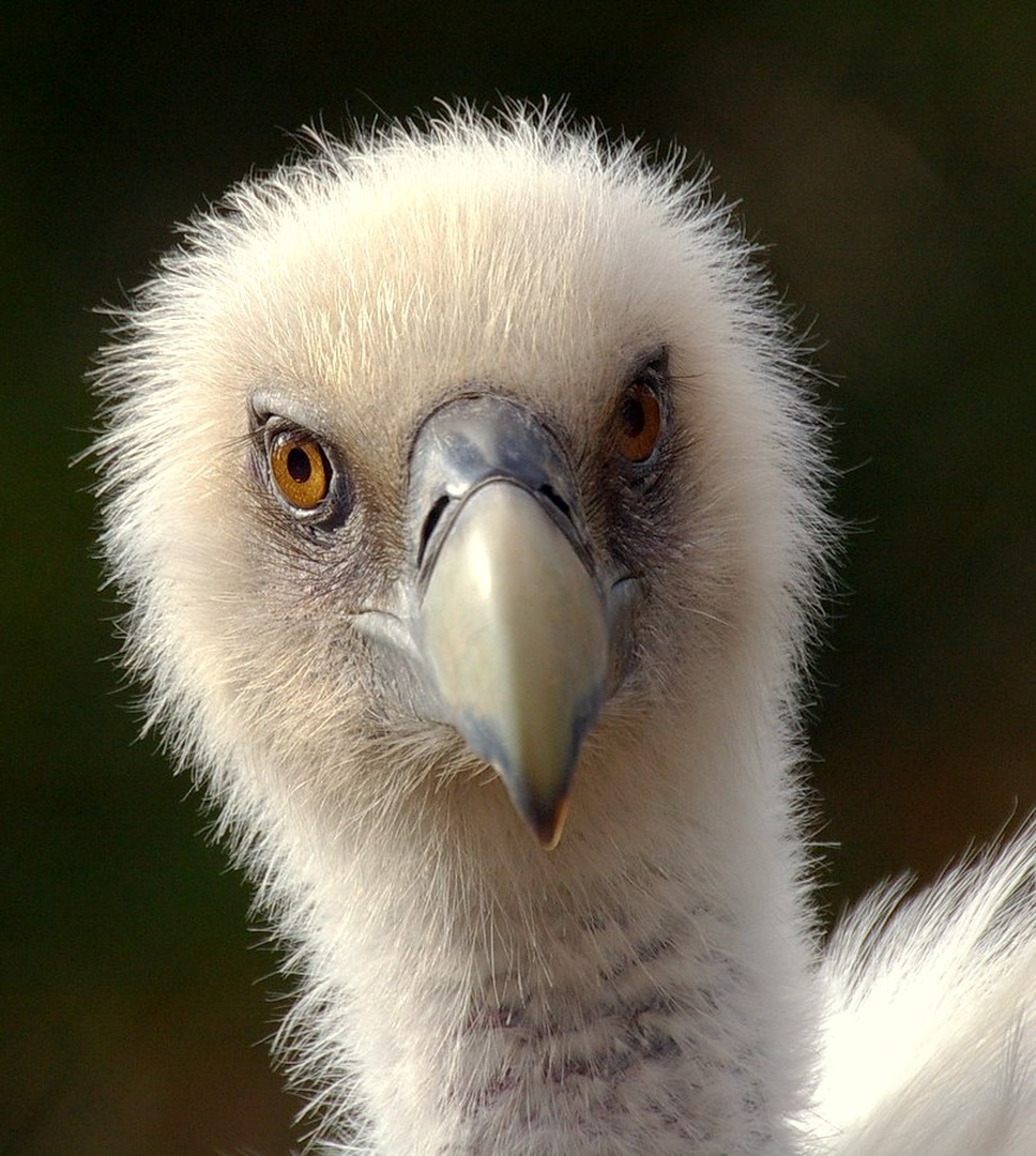 face to face by Simon Marka