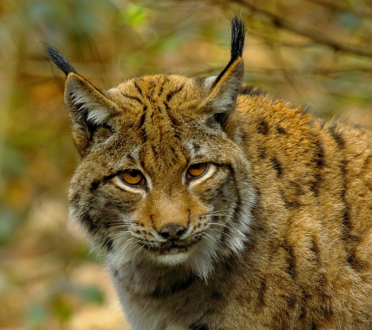Lynx lynx by Simon Marka