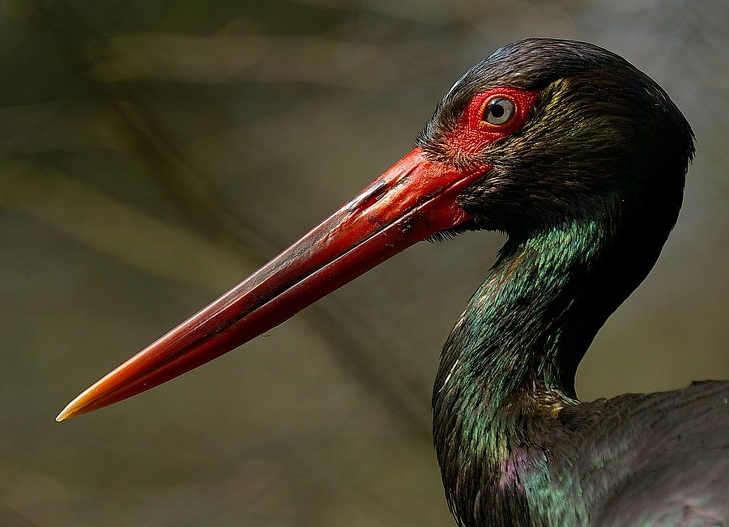 Ciconia nigra by Simon Marka