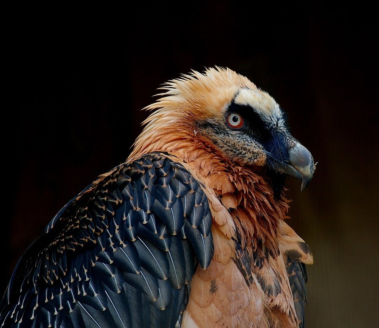 Gypaetus barbatus by Simon Marka