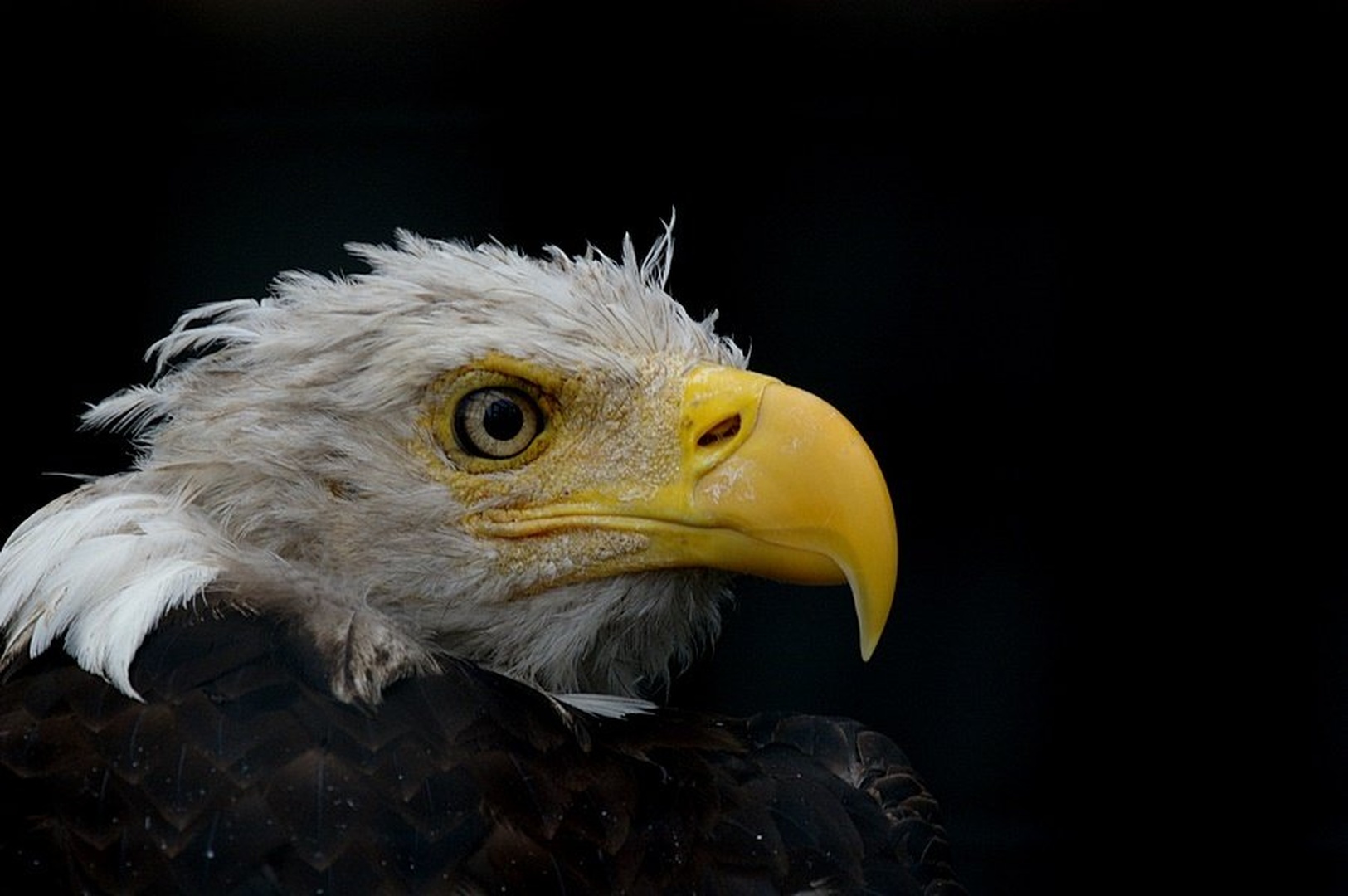 Haliaeetus leucocephalus II by Simon Marka
