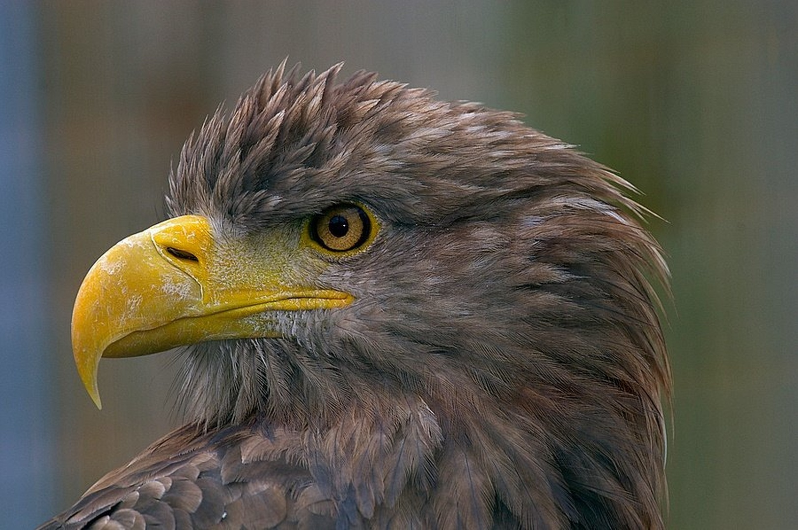 Haliaeetus albicilla by Simon Marka