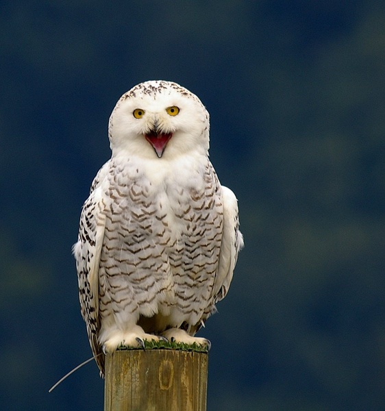 Bubo scandiacus by Simon Marka