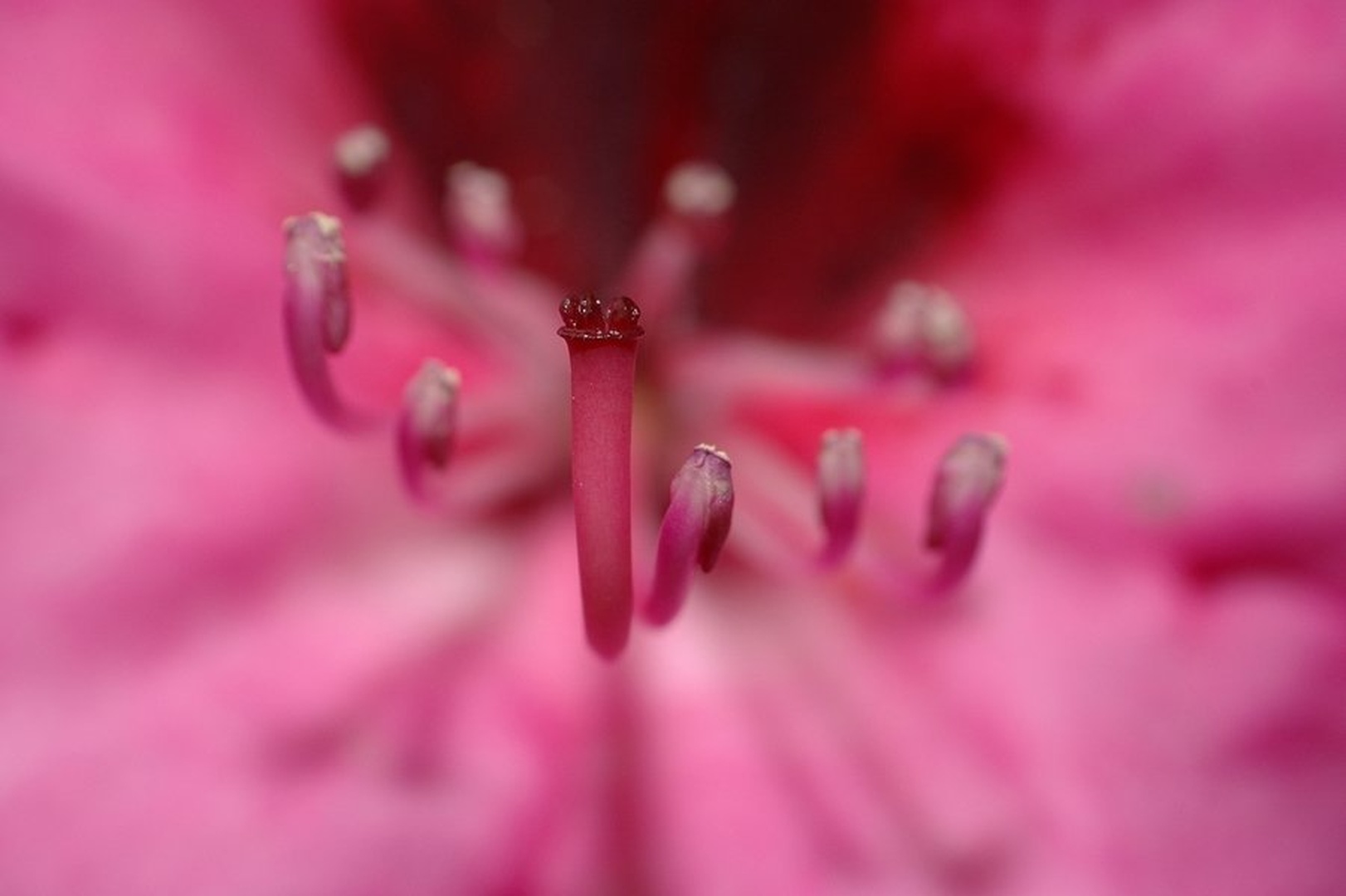 Pink by Simon Marka