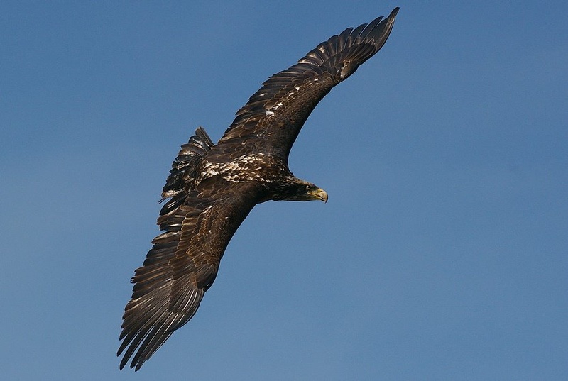 Freedom by Simon Marka