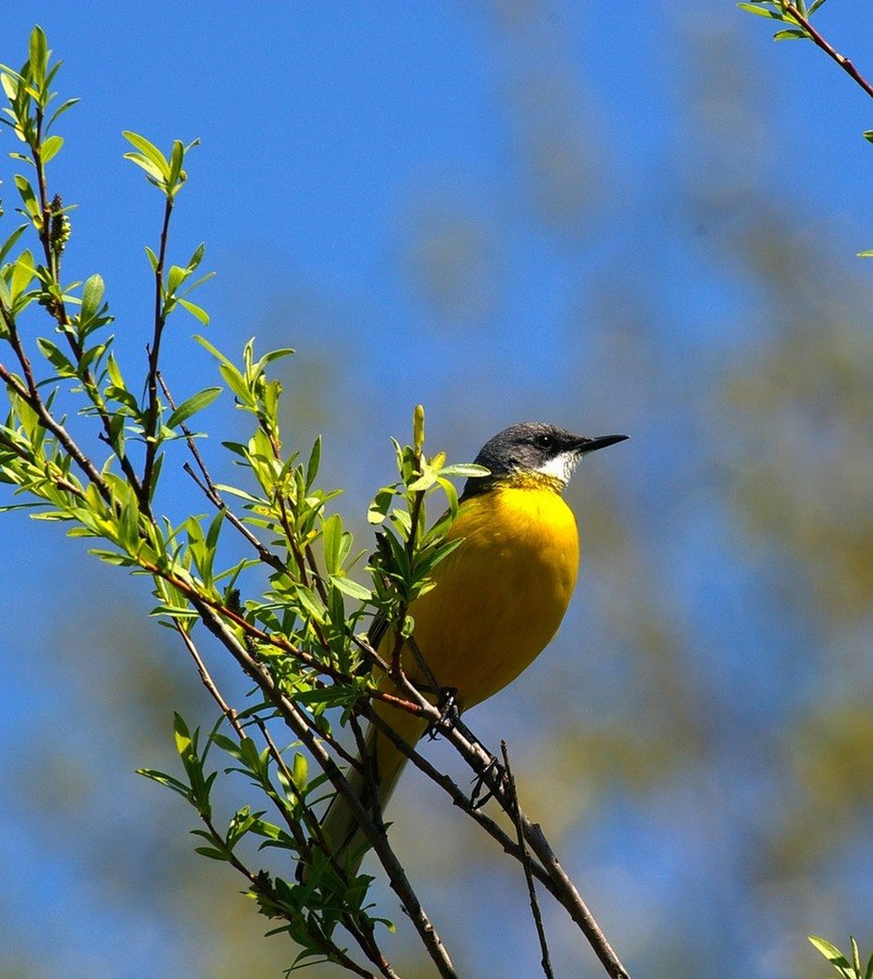 Motacilla flava by Simon Marka