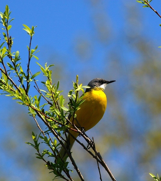 Motacilla flava by Simon Marka
