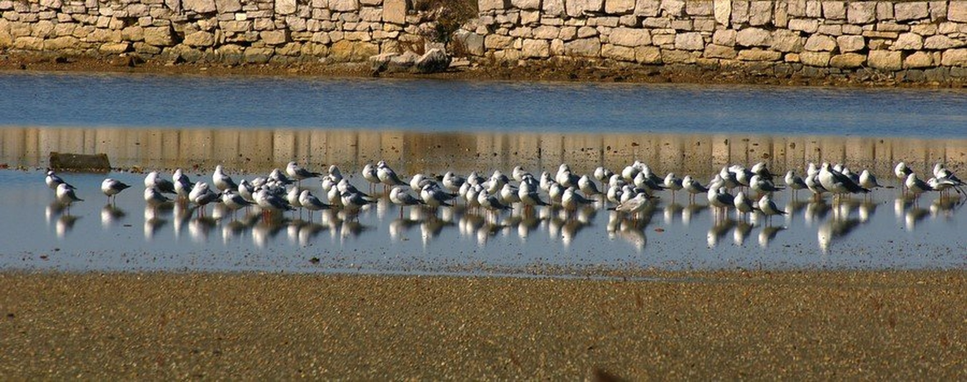 gleda gajs galebe.... by Simon Marka