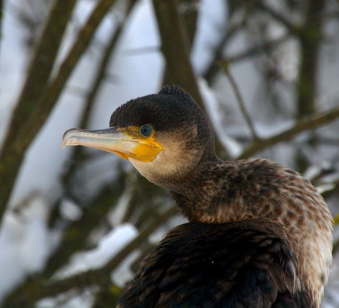 Phalacrocorax carbo by Simon Marka