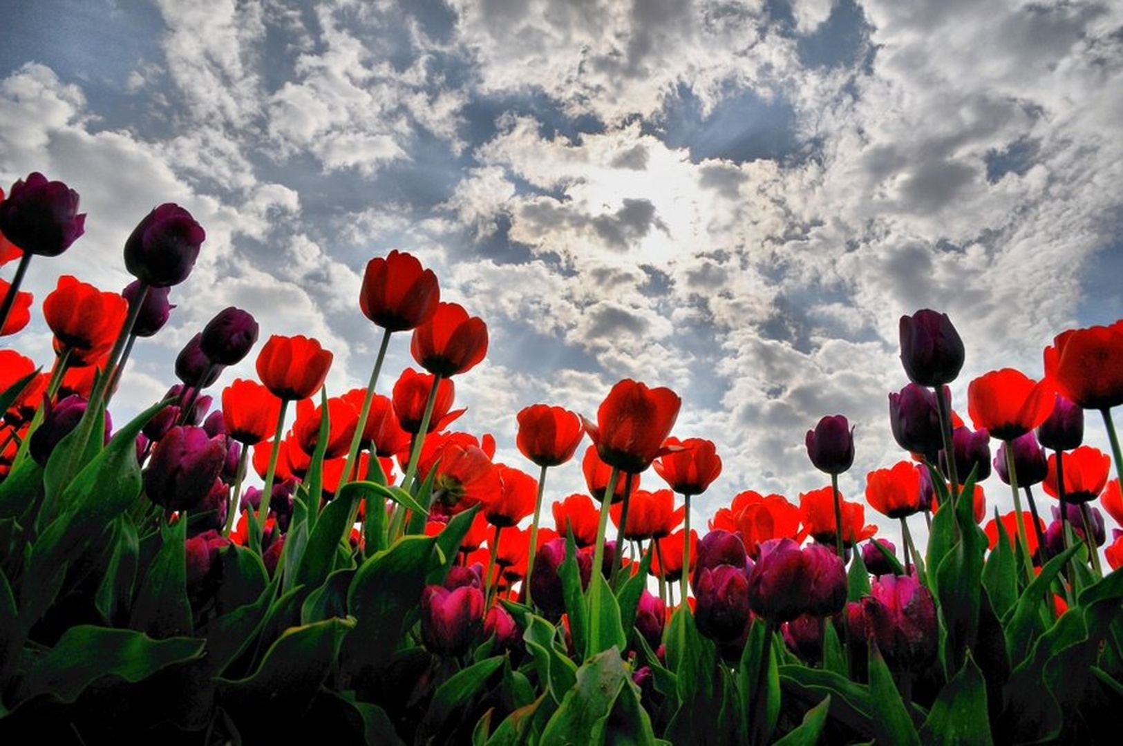 tulipani by Simon Marka