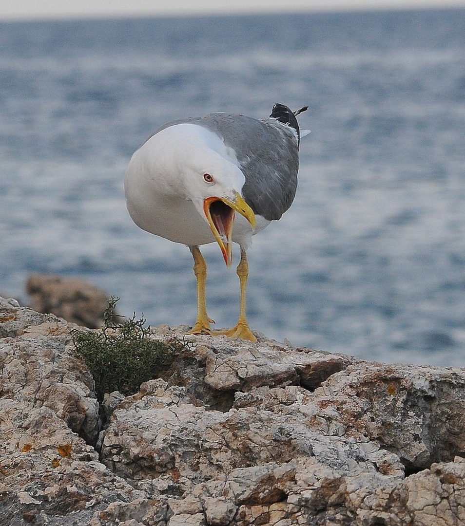 Attention! by Simon Marka